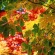 Autumn Leaves Wallpapers Autumn Leaves Wallpapers